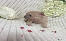 French Bulldog dogs for sale: Brindle & Fawn French Bulldog Puppies - Image 10