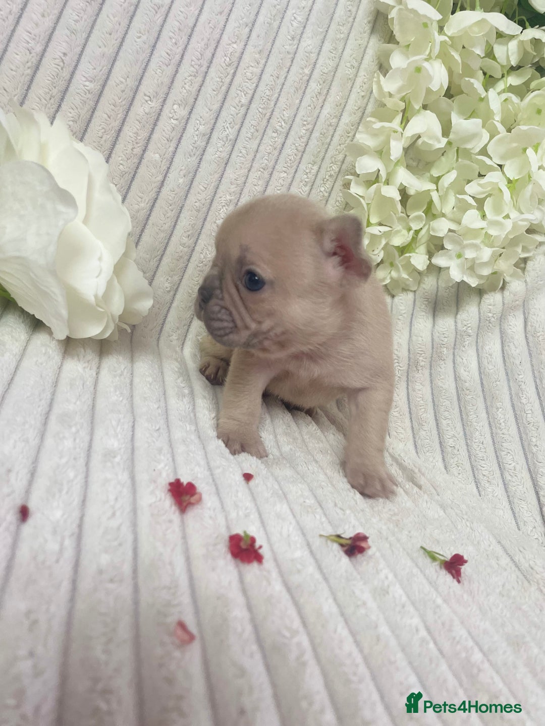 French Bulldog dogs for sale: Brindle & Fawn French Bulldog Puppies - Image 10