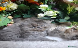 Persian cats for sale: Blue Persian kittens  - Image 32