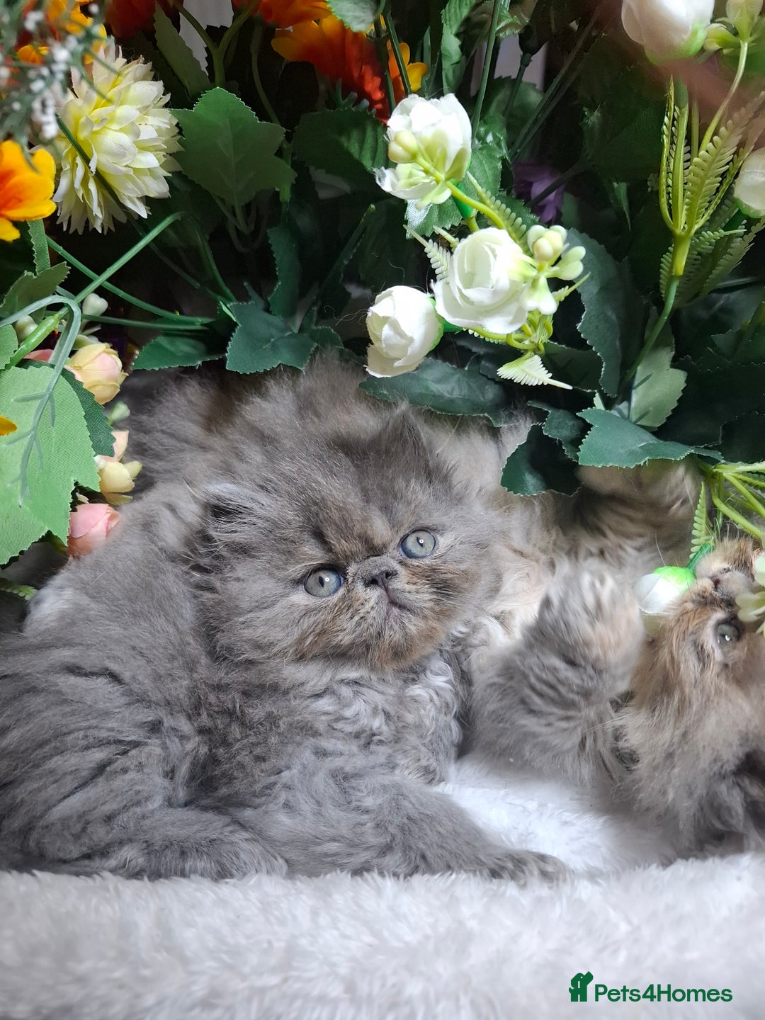 Persian cats for sale: Blue Persian kittens  - Image 32