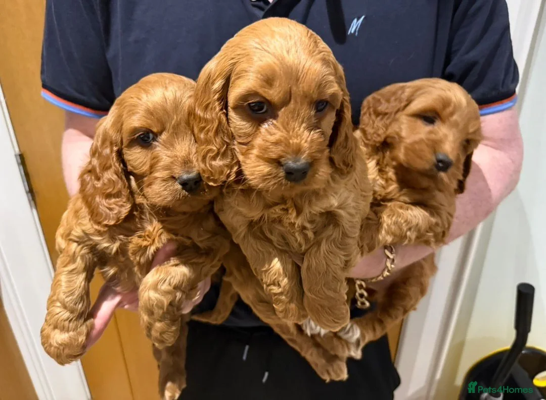 Cocker Spaniel dogs for sale: Cocker Spaniel Puppies - Advert 12