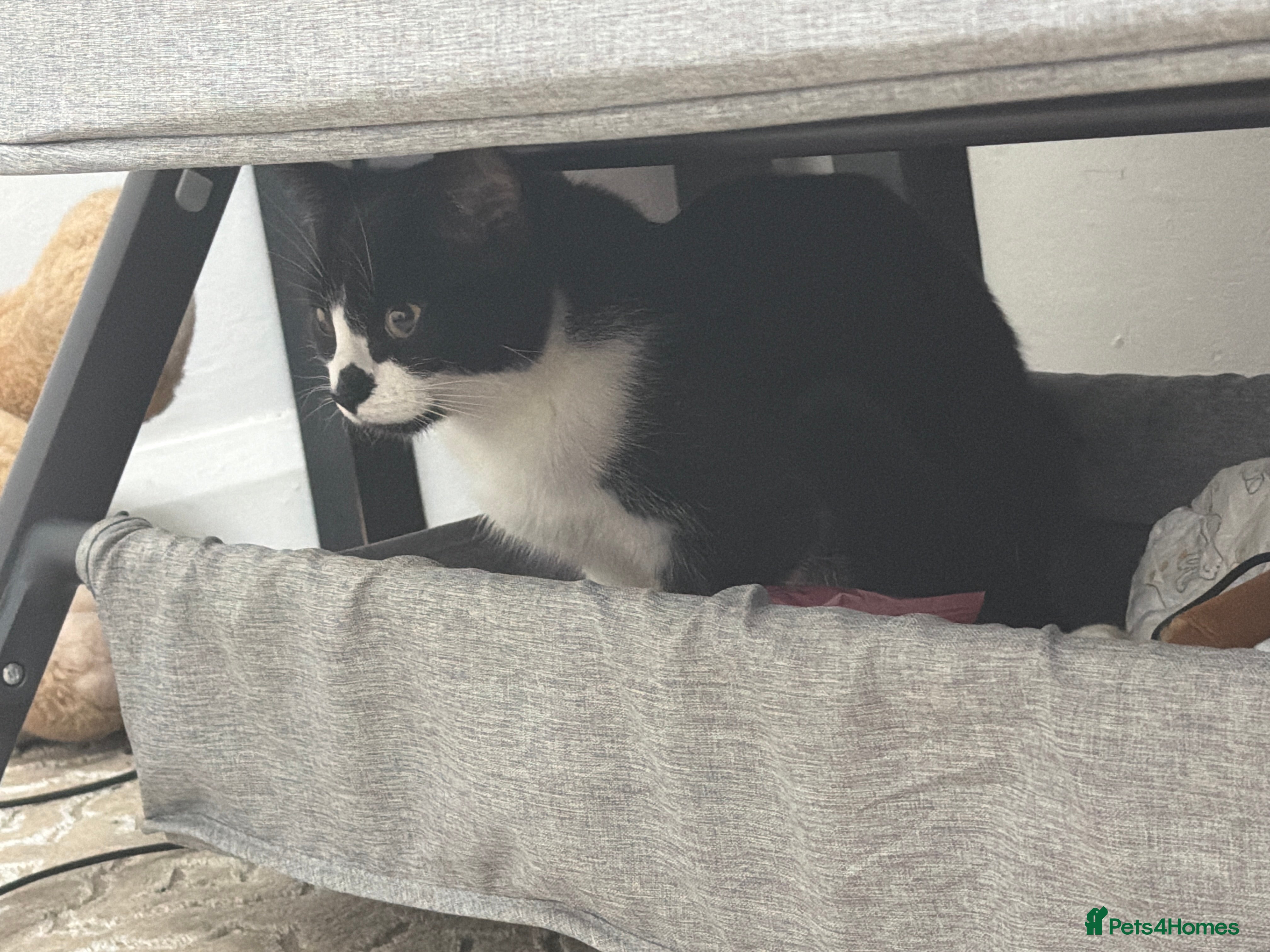 Domestic Shorthair cats Bicolar shorthair  female  - Advert 1