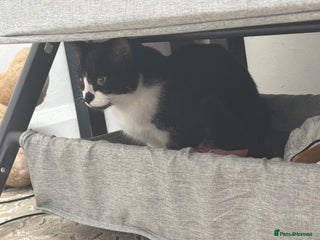 Domestic Shorthair cats Bicolar shorthair female - Advert 14