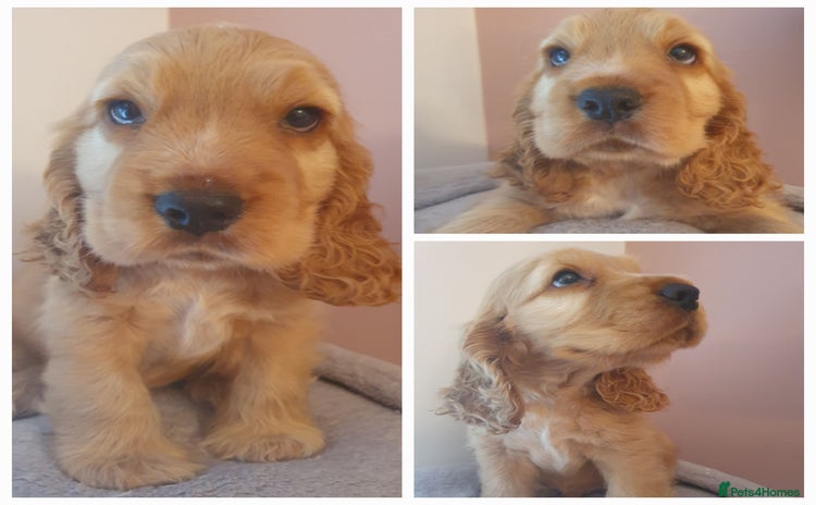 Cocker Spaniel dogs - Advert 2