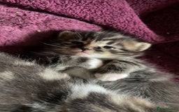 Domestic Shorthair cats for sale: 2 beautiful tabby girls for sale ready 11/09/25 - Image 4