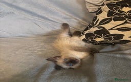 Ragdoll cats for sale: Beautiful Ragdoll kittens  - Image 3