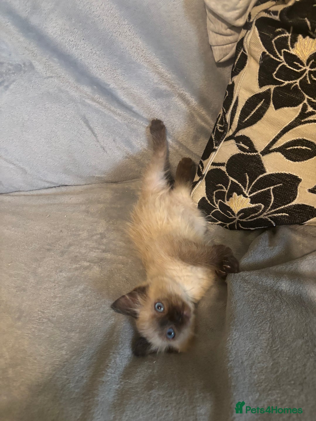 Ragdoll cats for sale: Beautiful Ragdoll kittens  - Image 3