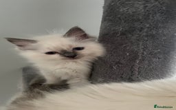 Ragdoll cats for sale: 4xfemales , 1xmale - Advert 13