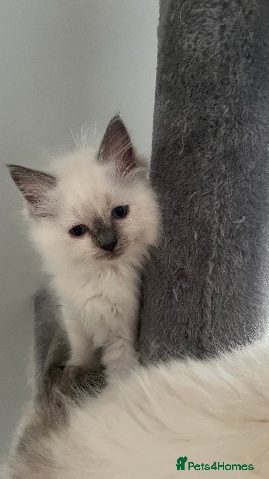 Ragdoll cats for sale: 4xfemales , 1xmale - Advert 13