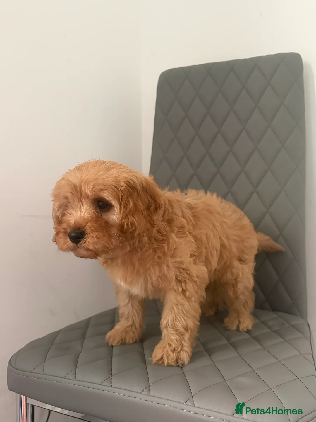 Cavapoo dogs for sale: 1 male Cavapoo puppy  - Advert 4