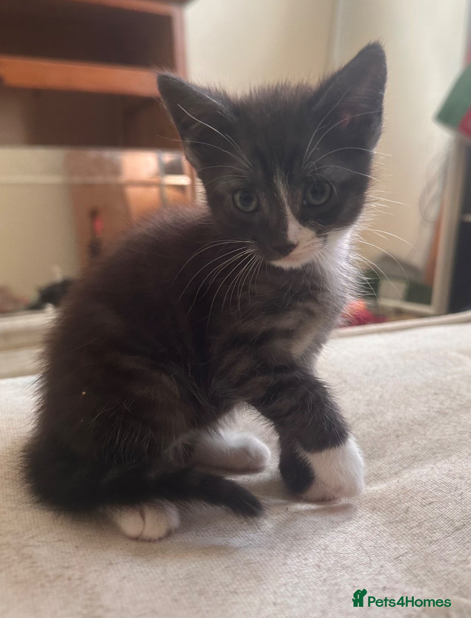 Mixed Breed cats Beautiful playful loving kittens  - Advert 10
