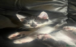 Mixed Breed cats for sale: beautiful kittens looking for loving forever homes - Image 8