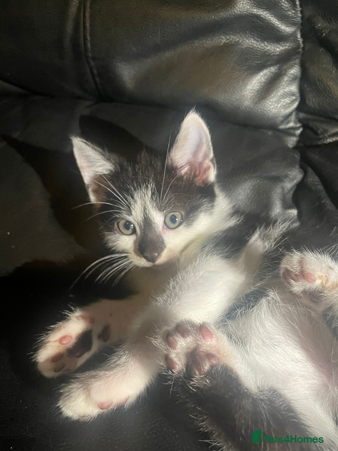 Mixed Breed cats for sale: beautiful kittens looking for loving forever homes - Image 8