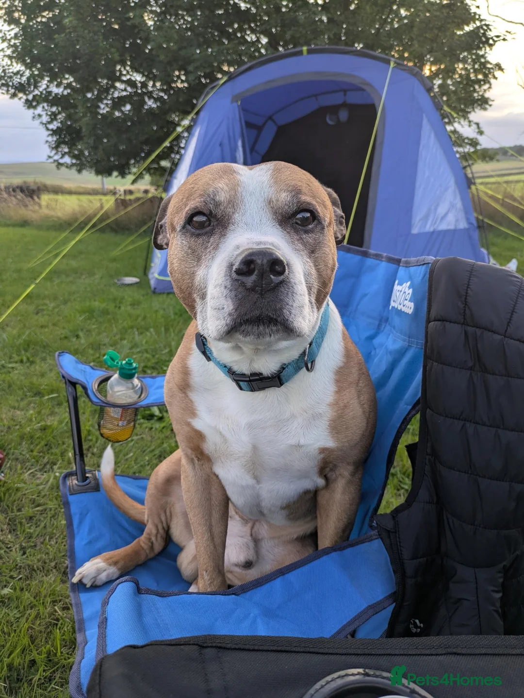 Staffordshire Bull Terrier dogs for sale: Male Staffordshire bull terrier 10 years old - Advert 2