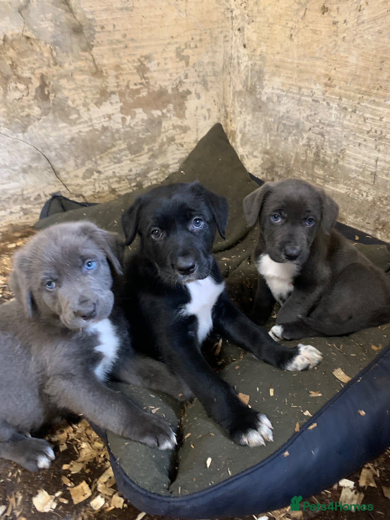 Mixed Breed dogs Huntaway x Border Collie pups, last few remaining! - Advert 5