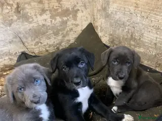 Mixed Breed dogs Huntaway x Border Collie pups, last few remaining! - Advert 5