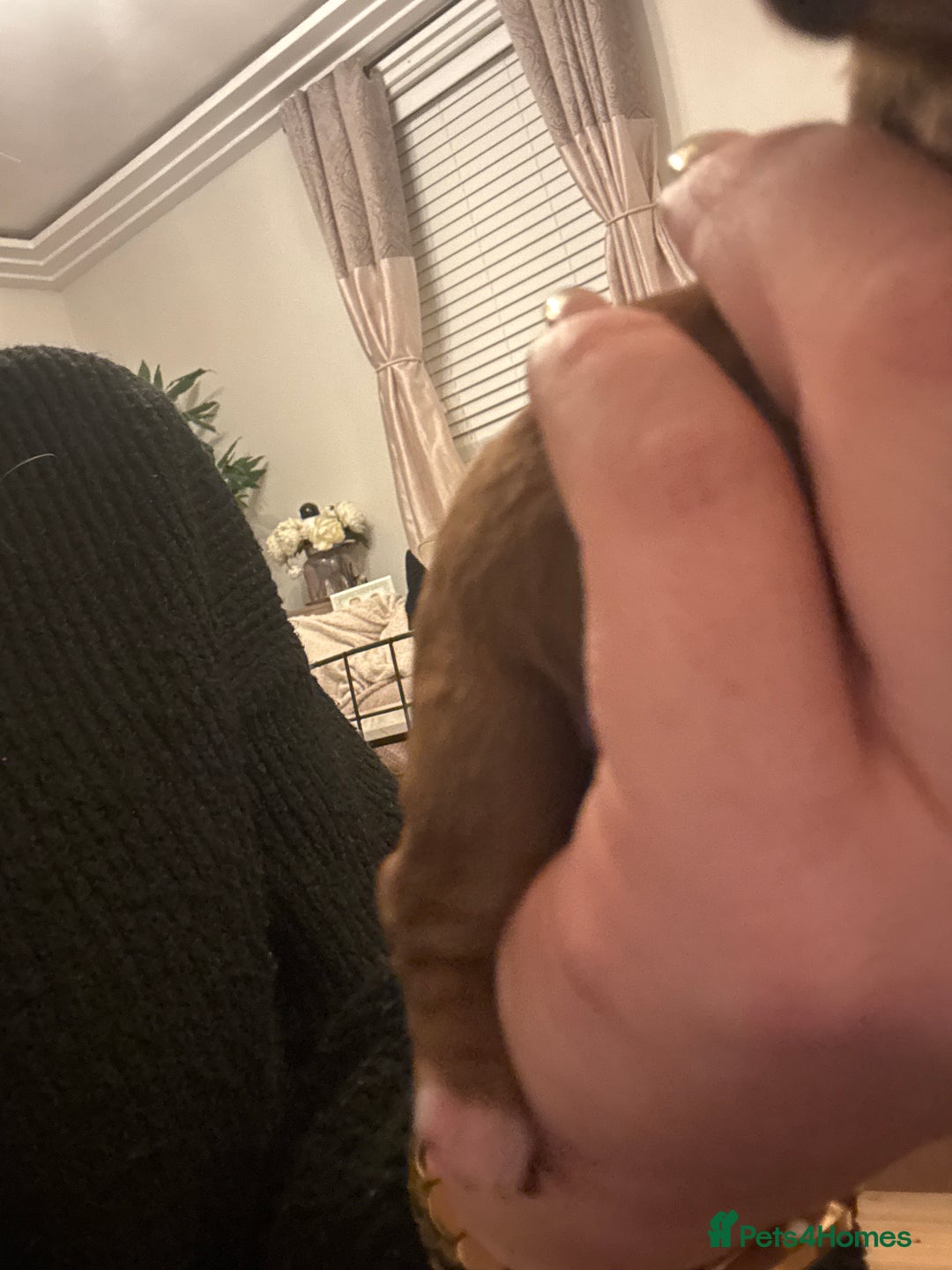 Cavapoo dogs for sale: Cavapoo F1B - Advert 17