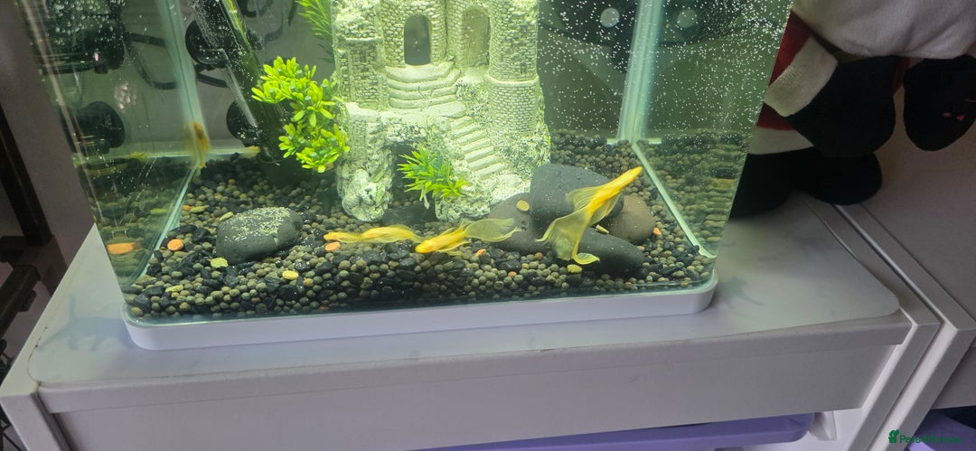 Plecos fish for sale: Angel wing bristlenose albino  baby's  - Advert 6