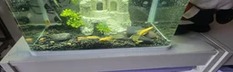 Plecos fish for sale: Angel wing bristlenose albino  baby's  - Advert 7