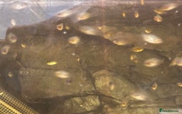 Cichlids fish for sale: Rainbow cichlids  - Image 3