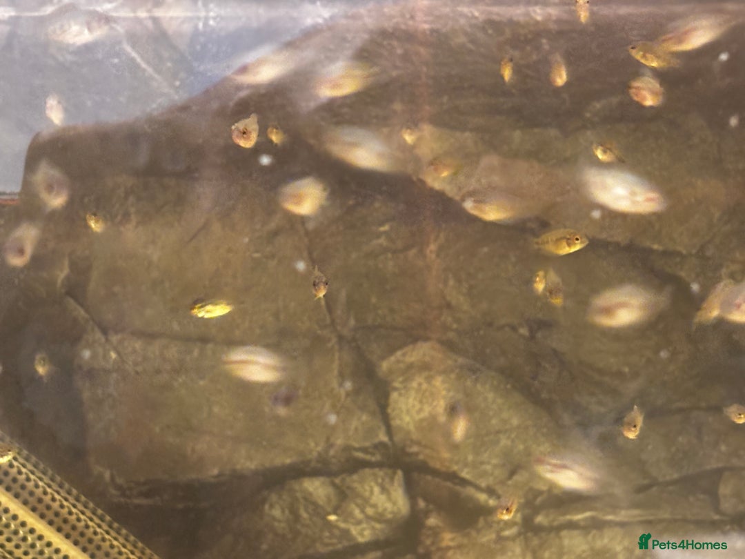 Cichlids fish for sale: Rainbow cichlids  - Image 3