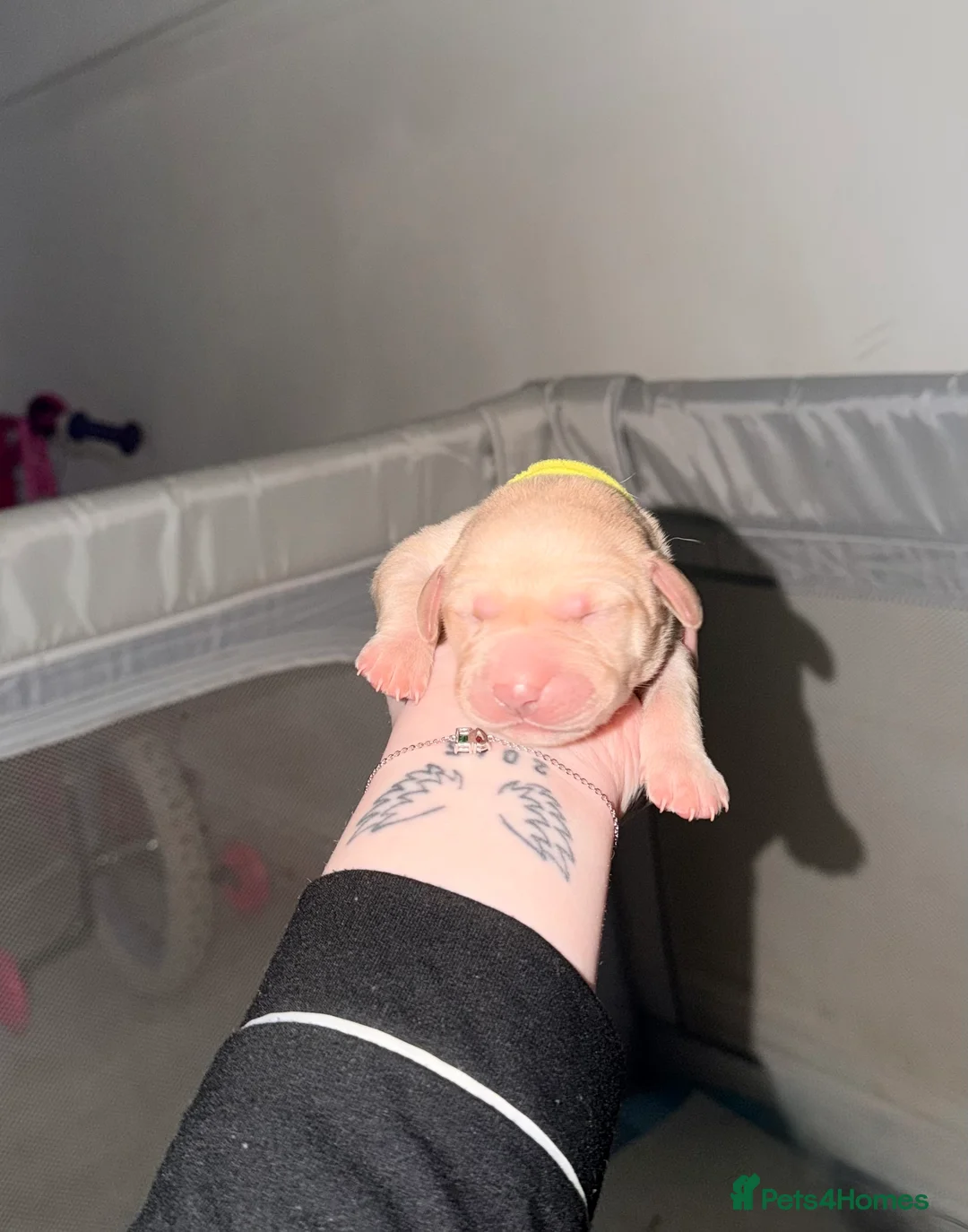 Labrador Retriever dogs for sale: 4 Handsome Labrador Boys  - Advert 4