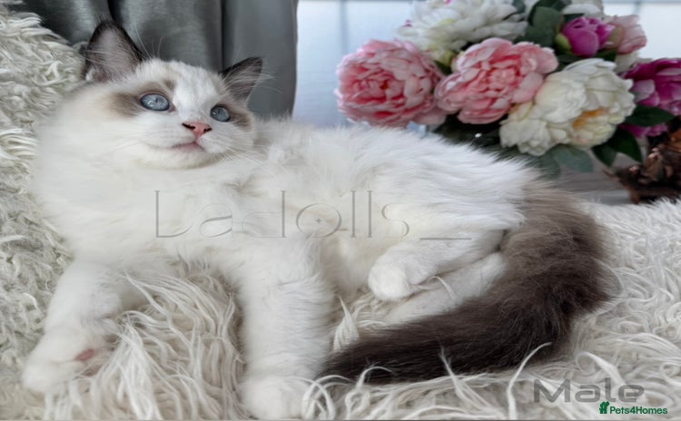 Ragdoll cats - Advert 13