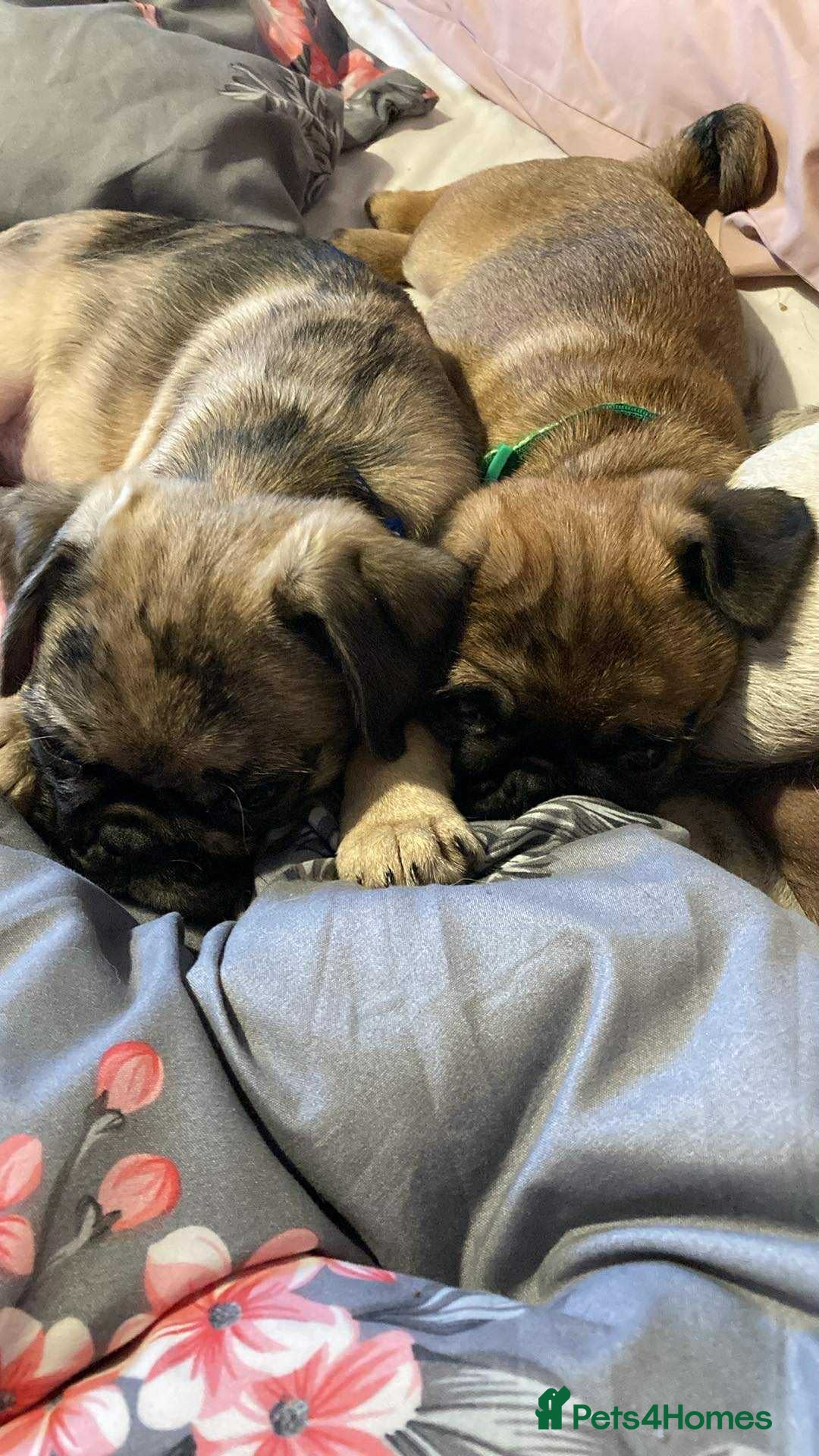 Pug dogs for sale: Pug puppies *2 BOYS LEFT!!* - Image 2