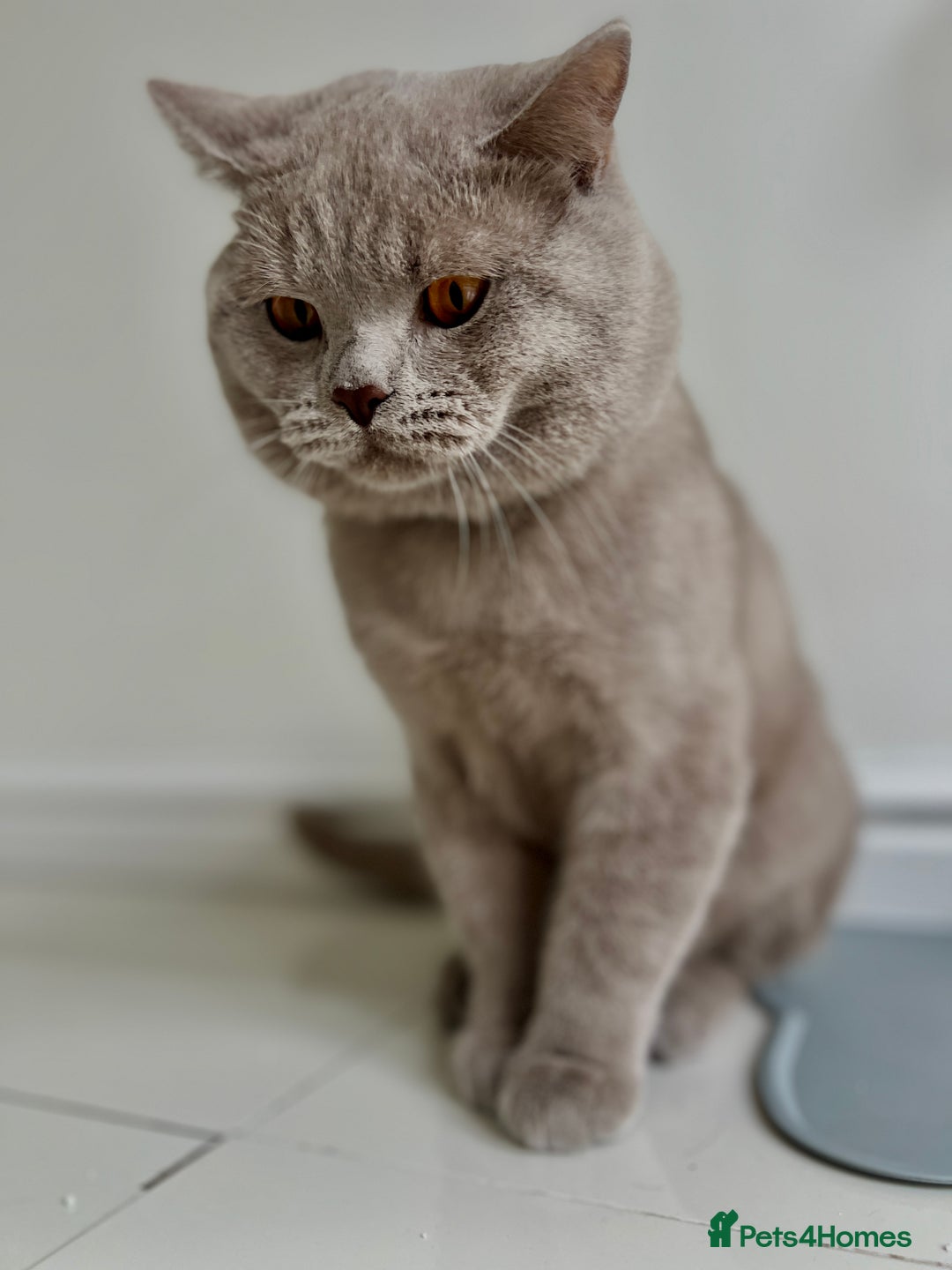 British Shorthair cats for sale: Mr Oxi and Mrs Kiki  - Image 4