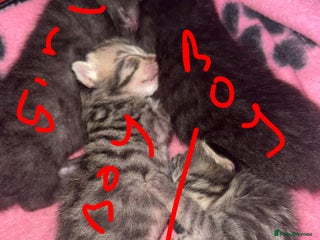 Mixed Breed cats Update 2 left - Advert 8