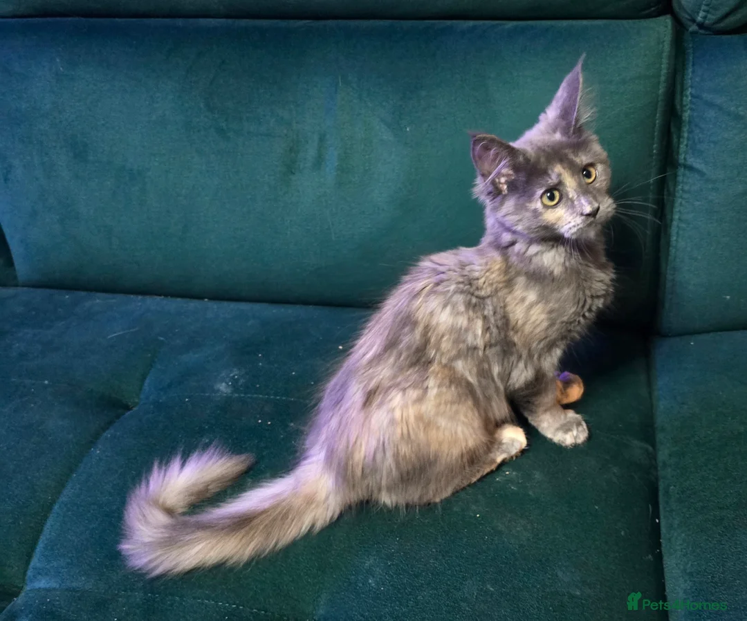 Maine Coon cats for sale: Last Girl -  Pure breed Maine Coon Kittens  - Advert 4