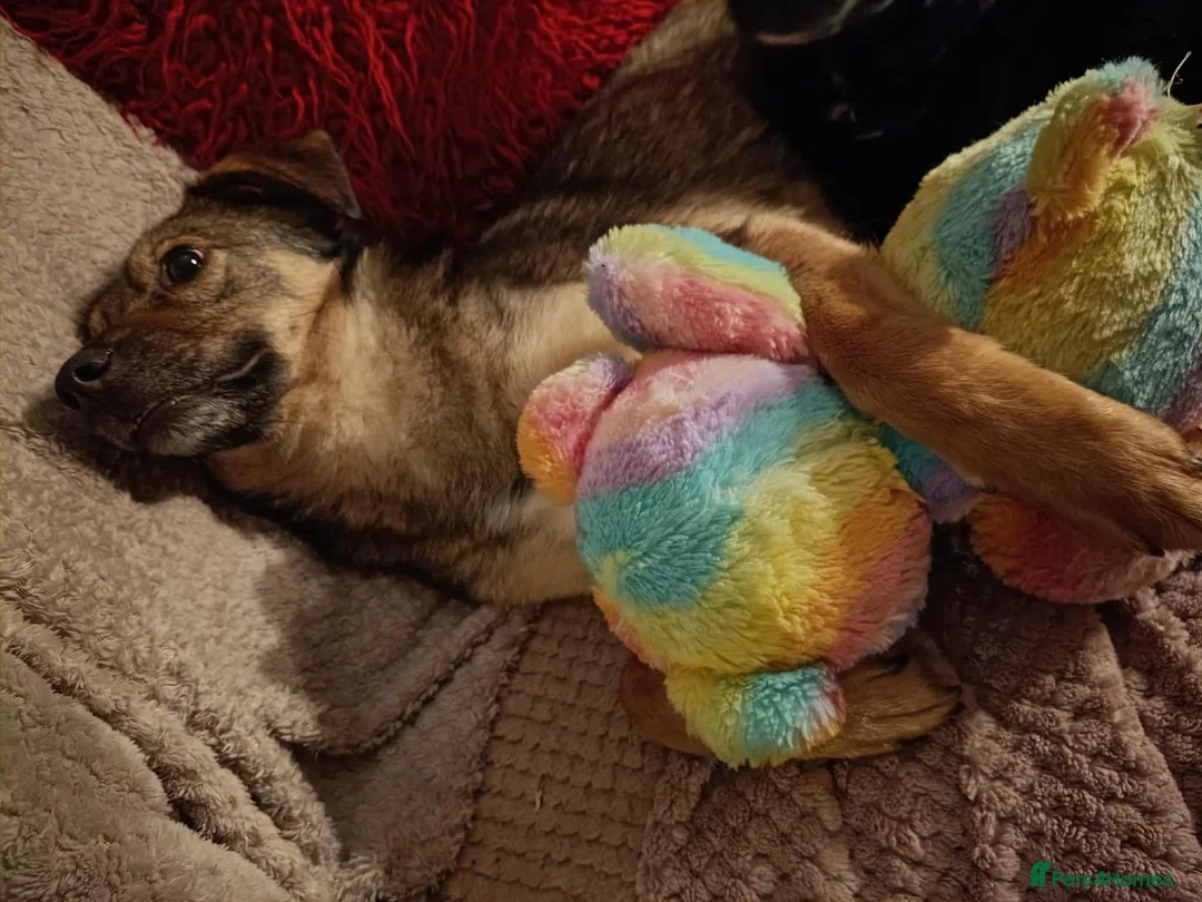 Mixed Breed dogs for adoption: BONDED PAIR: Spirit and Margot for adoption - Advert 15