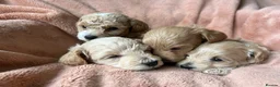 Maltipoo dogs for sale: Fully health tested confident happy maltipoo pups - Advert 12