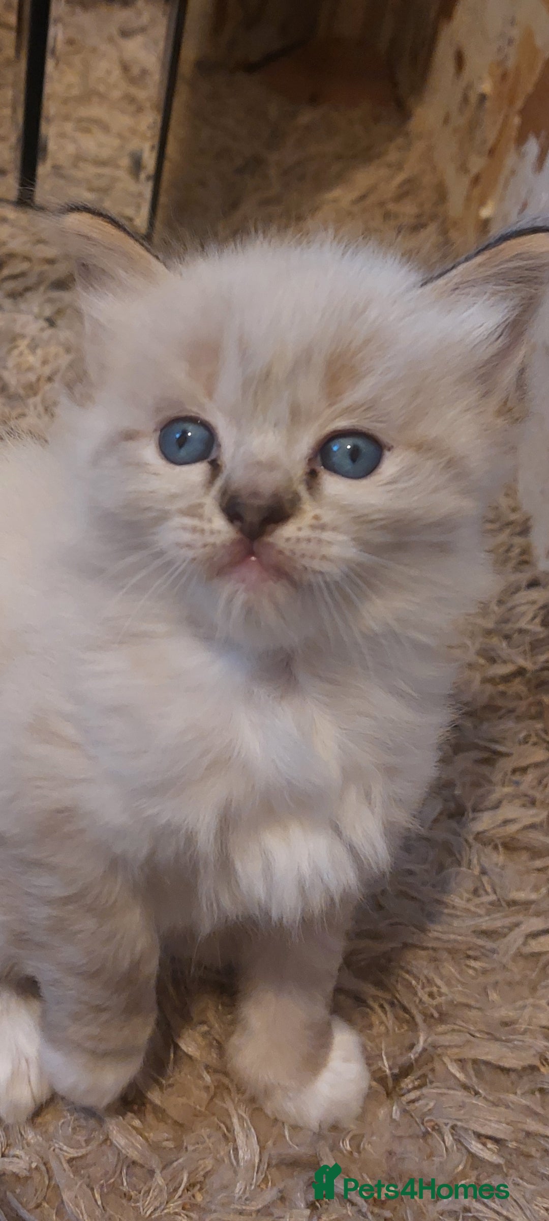 Ragdoll cats for sale: ADORABLE RAGDOL LOVELYS - Advert 11