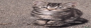 Mixed Breed Kitten 4