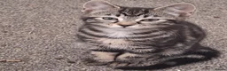 Mixed Breed cats for sale: Four gorgeous kittens  in Wimborne - Advert 5