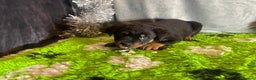 Rottweiler dogs for sale: Rottweiler Puppies  - Advert 20