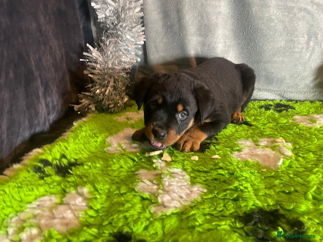 Rottweiler dogs for sale: Rottweiler Puppies  - Advert 20