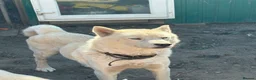 Siberian Husky dogs for sale: Siberian Husky Puppies for Sale - Advert 2