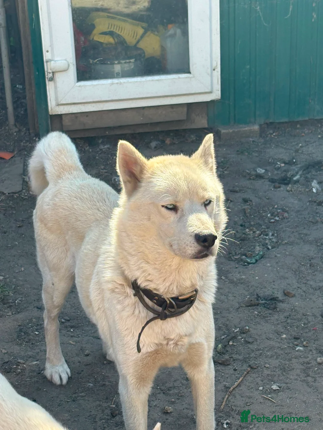 Siberian Husky dogs for sale: Siberian Husky Puppies for Sale - Advert 2