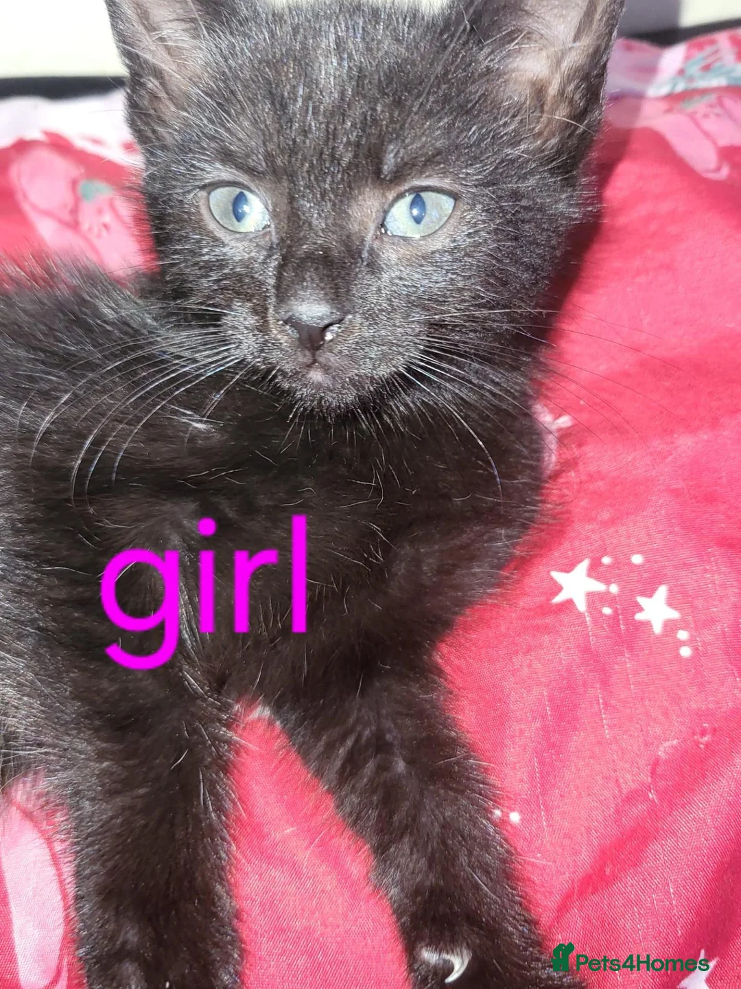 Mixed Breed cats for sale: Kittens - Advert 2
