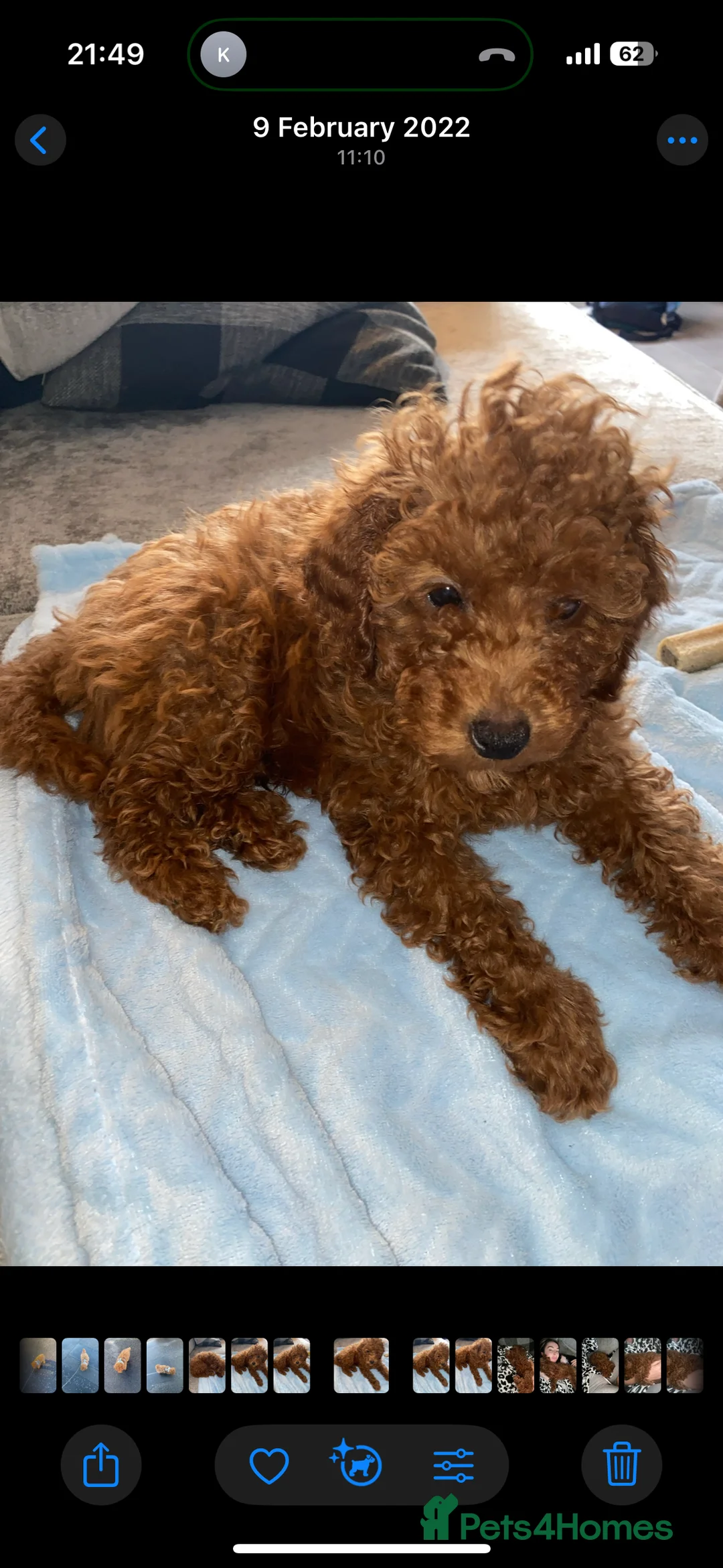 Toy Poodle dogs for stud: Toy poodle to stud  - Advert 2