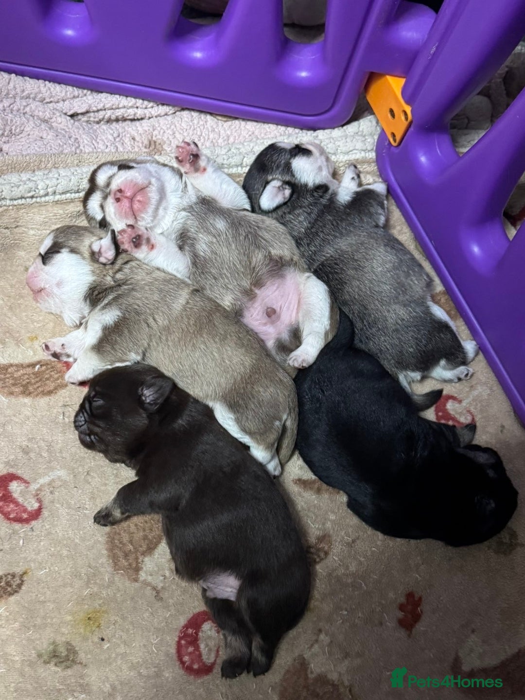 Pug dogs for sale: Pug 1 boy kc  - Advert 4