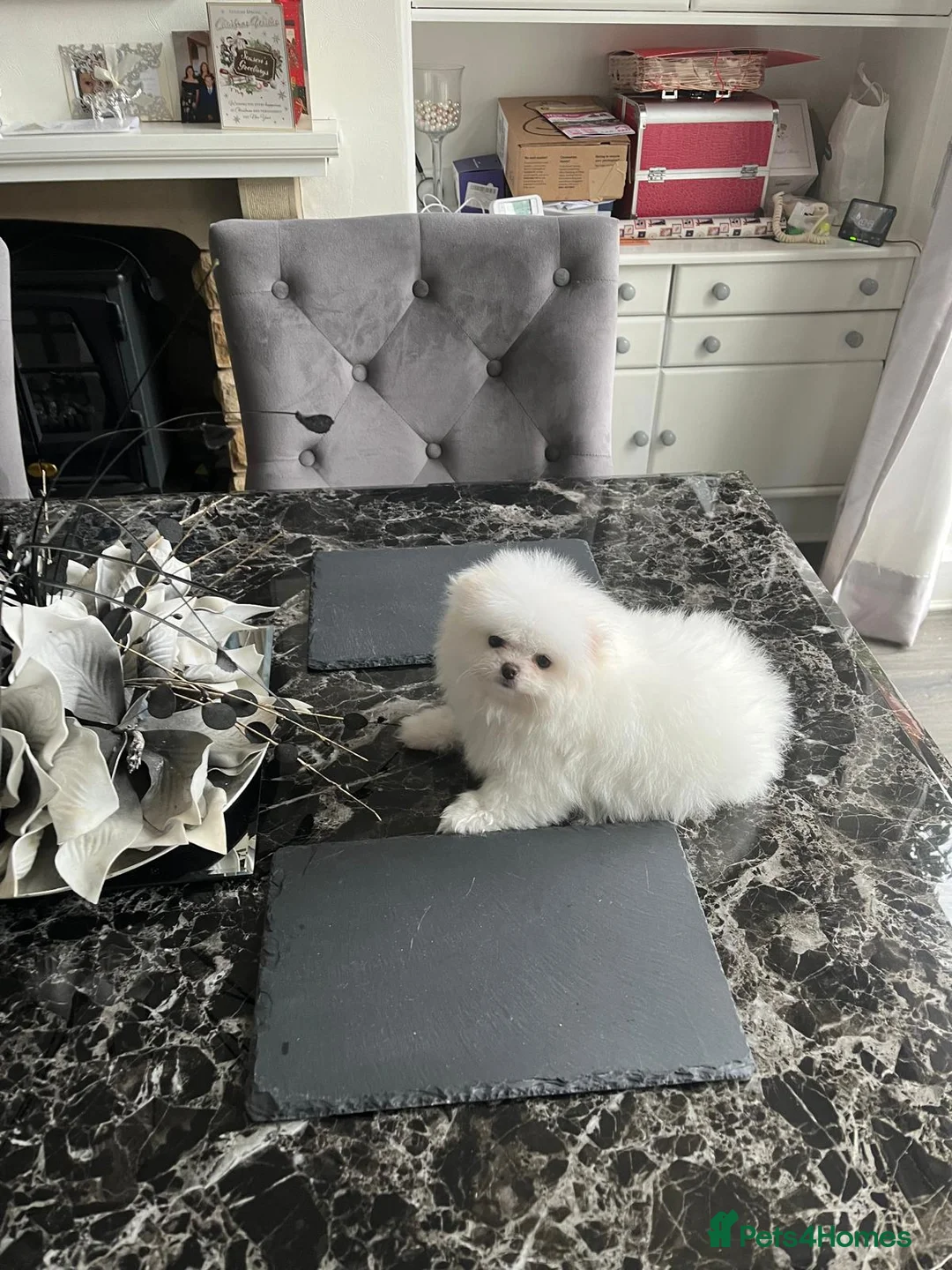 Pomeranian dogs for sale:  Pure white pomeranian puppies ready to leave  - Advert 1