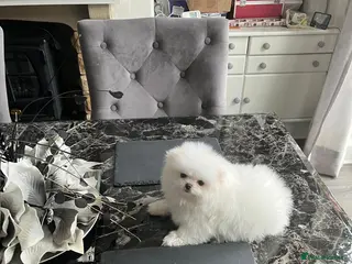 Pomeranian dogs Pure white pomeranian puppies ready to leave - Advert 5