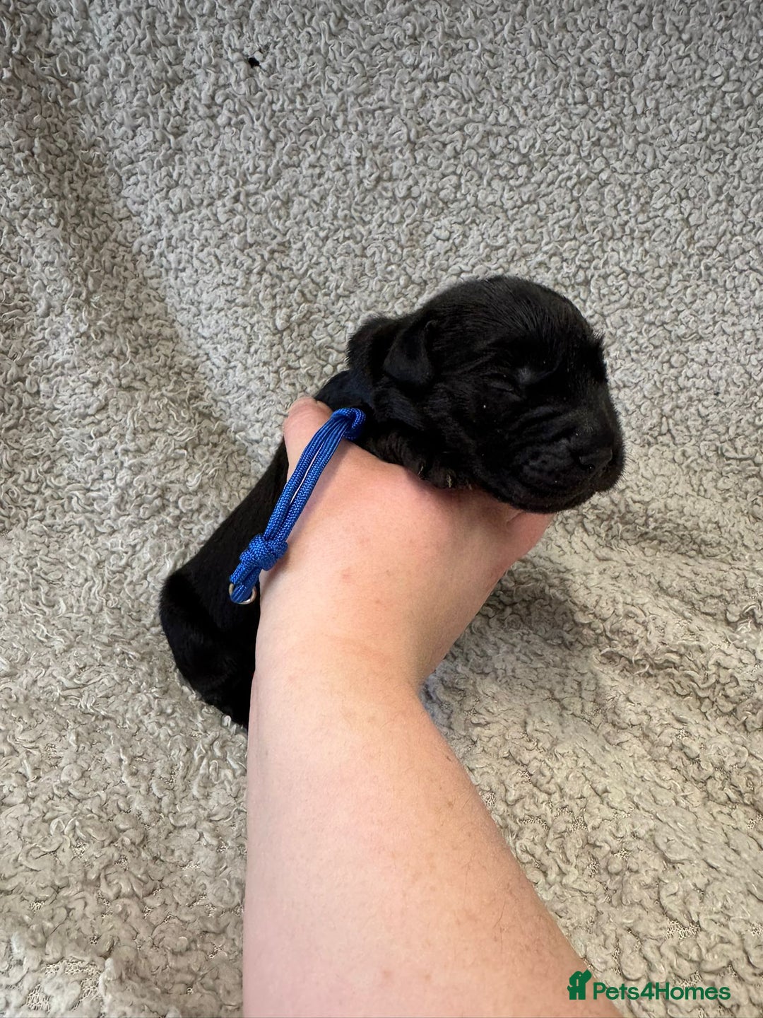 Goldador dogs for sale: Gorgeous Black Goldadors   - Advert 4