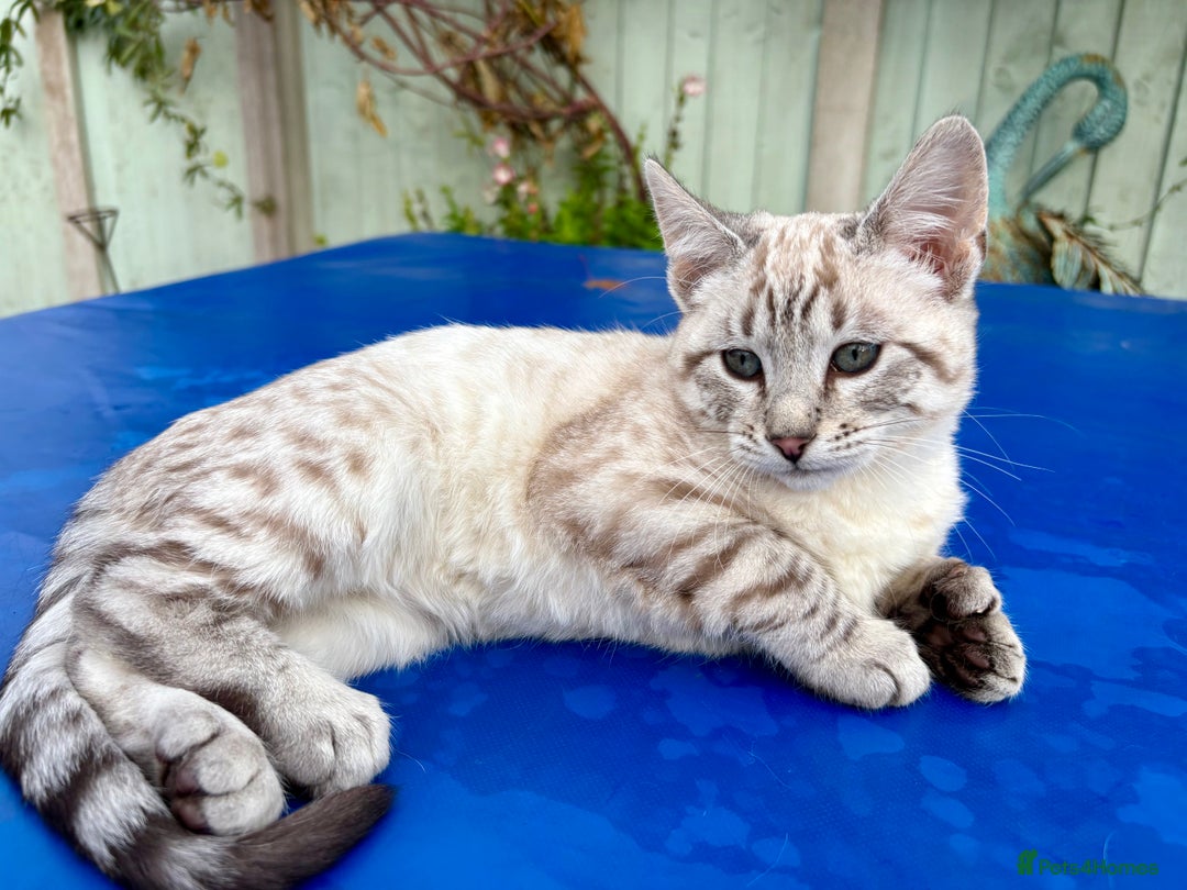 Keetso cats for sale: Superb rare polydactyl curled eared Keetso female  - Advert 5