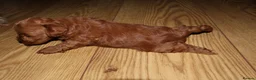 Maltipoo dogs for sale: 🐶 Stunning Brown/Red F1B Maltipoo Puppies ❤️ in Luton - Advert 16