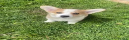 Welsh Corgi Pembroke dogs for sale: Gorgeous RKC reg corgi's DNA health tested parents - Advert 9