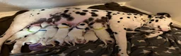Dalmatian dogs for sale: Beautiful KC reg Dalmatian pups - Advert 19